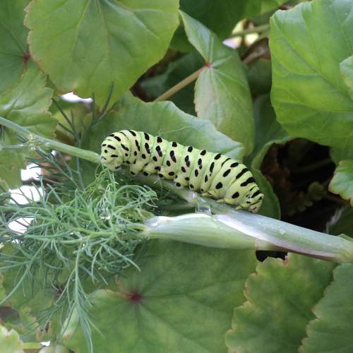 Photo #6612280