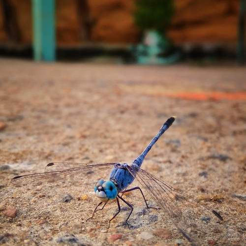 Photo #6612458