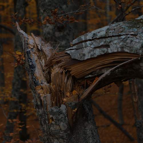 Photo #6614246