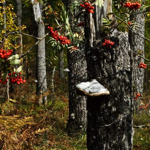 Photo #6614303