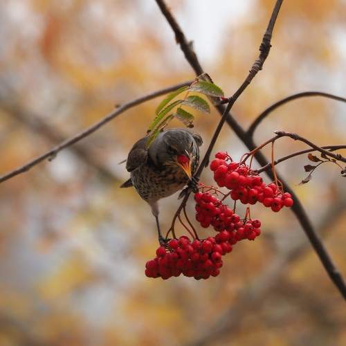 Фотография #6615622