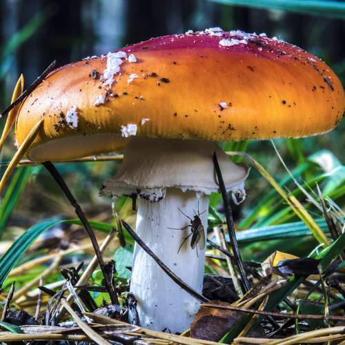 Photo #6617915