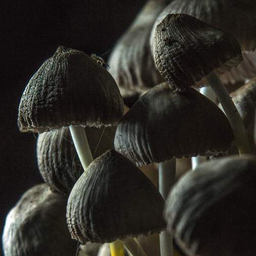 Photo #6618021