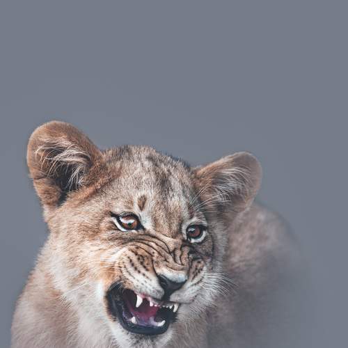 Feisty Kitty