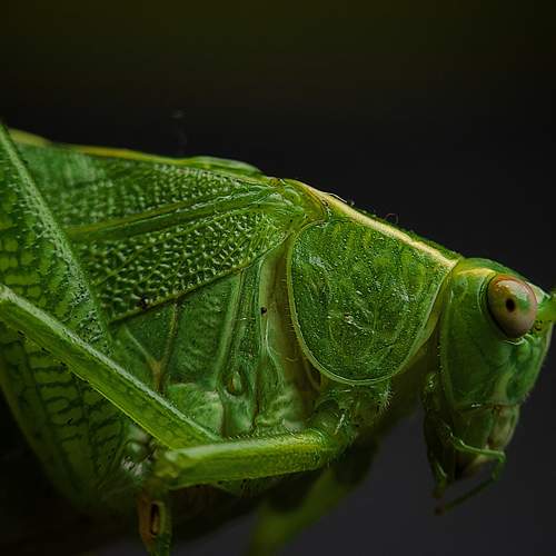 Photo #6619565