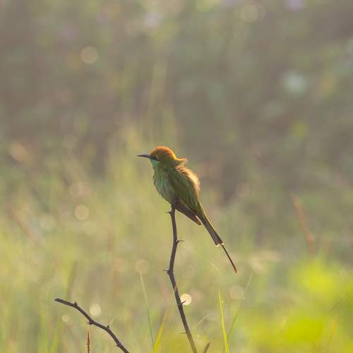 Photo #6620800