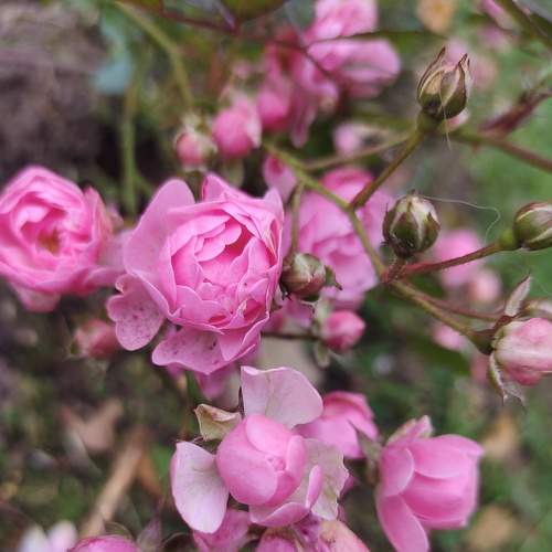 Photo #6621022