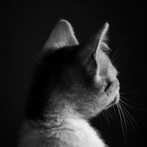 Photo #6621628