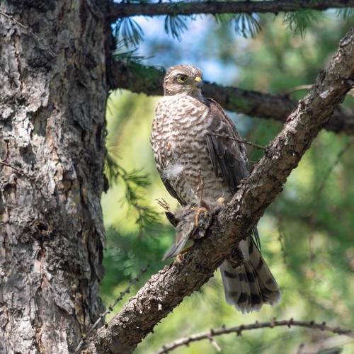 Photo #6621794