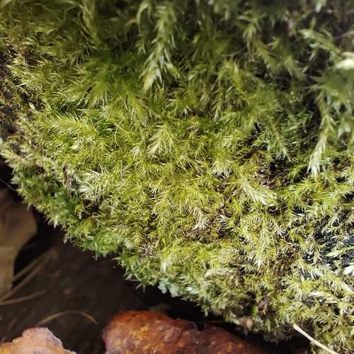 Photo #6622886
