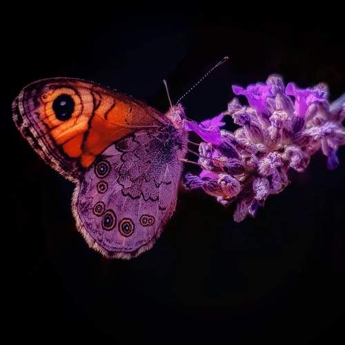 Photo #6623266