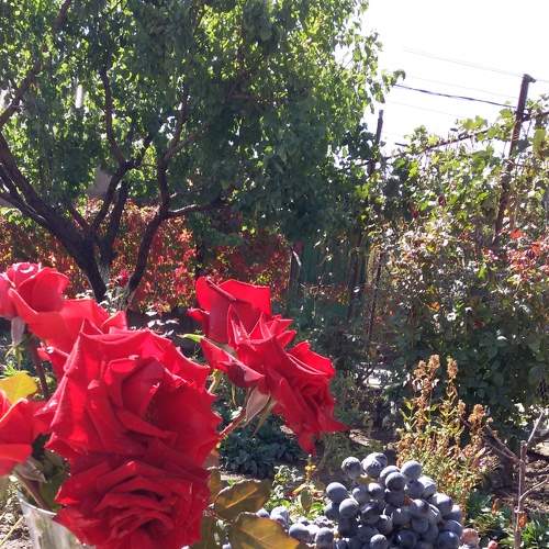 Photo #6623321