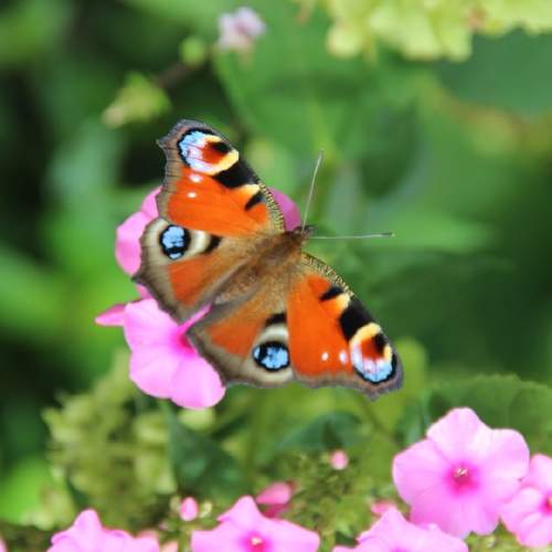 Photo #6623714