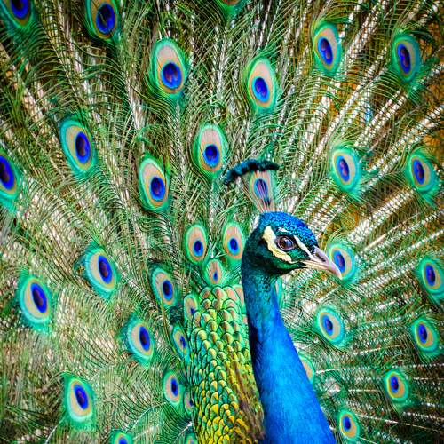 The beauty of color