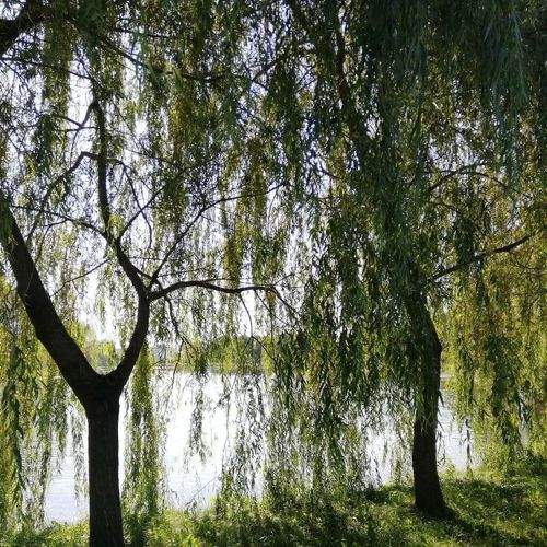 Photo #6624223