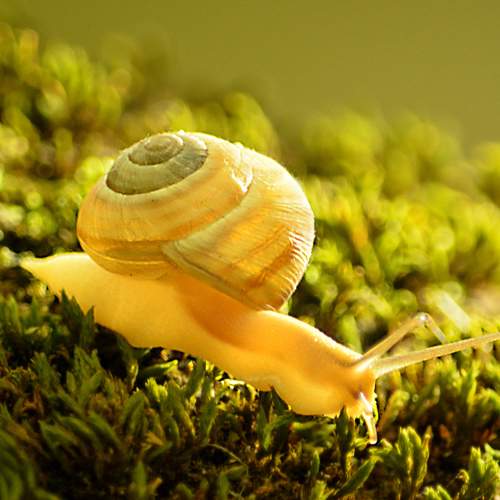 Snail and sunset