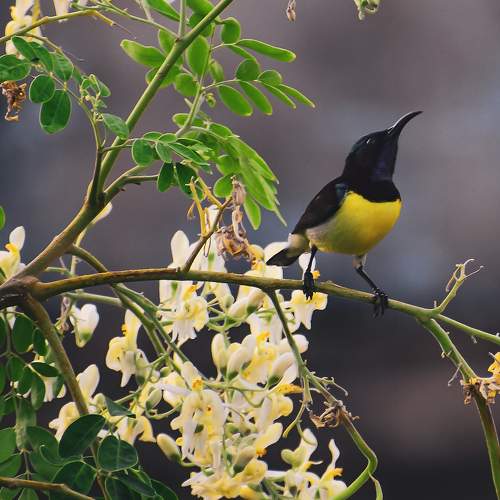 Sunbird