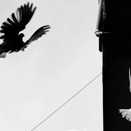 Contrast of black and white