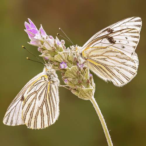 Photo #6630312