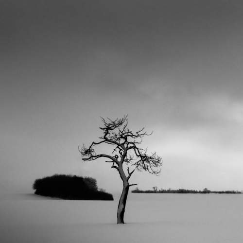 Isolated tree by pascal von Winterfeld