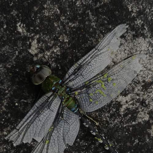 Photo #6632036