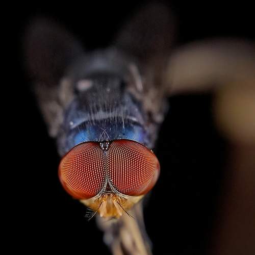 Photo #6632609