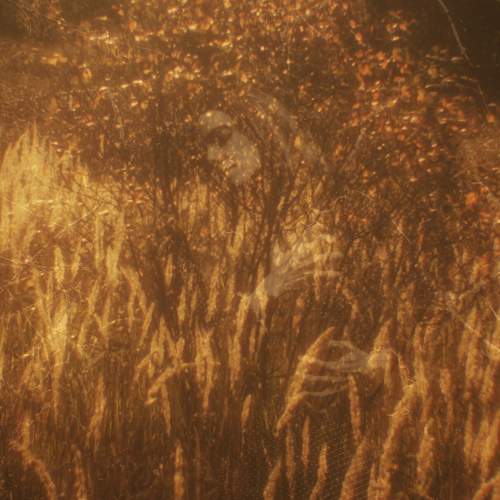 Photo #6632692