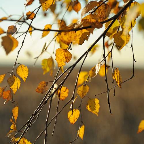 Photo #6636586