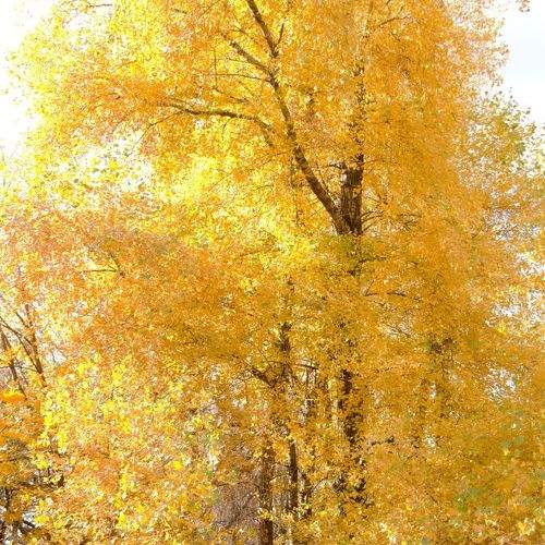 Эффект акварели. Тополя сбрасывают листву.