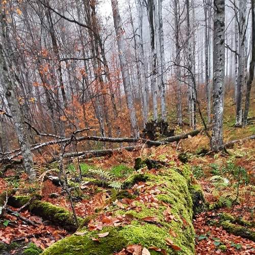 Осенний лес