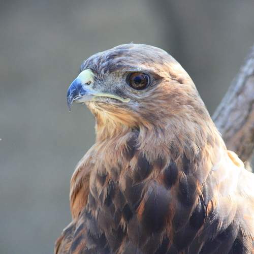Hawk. Ястреб.