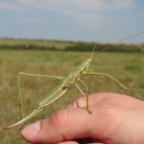 Photo #6647053