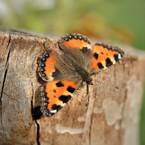 Photo #6648102