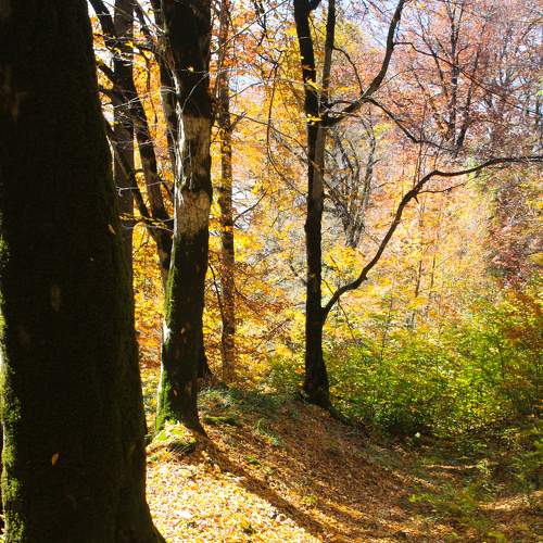 Photo #6650239
