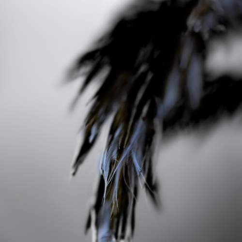 Photo #6650310
