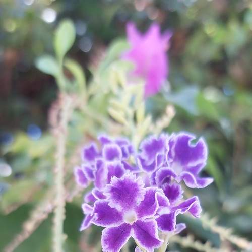 Photo #6650508