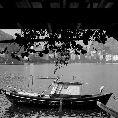 The old bird and the sea