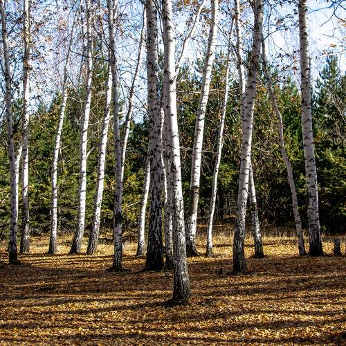 Photo #6651842