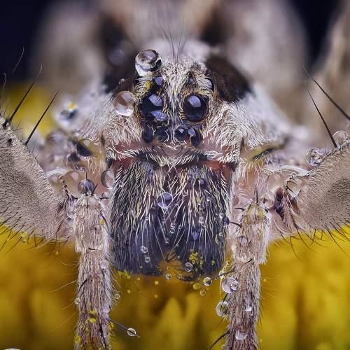 Wolf spider