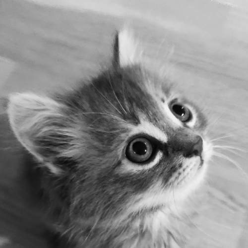Photo #6656474