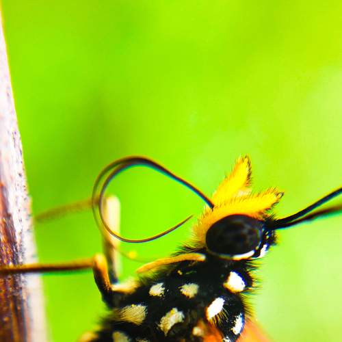 Photo #6657402