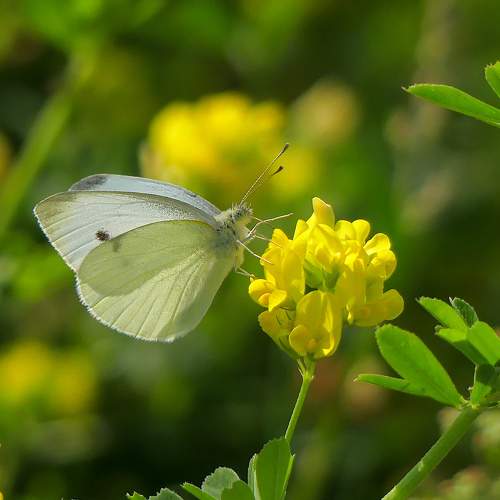 Photo #6659609