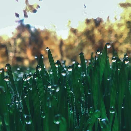 Micro leaf and drop