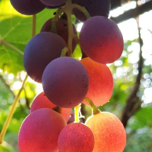 Photo #6663002