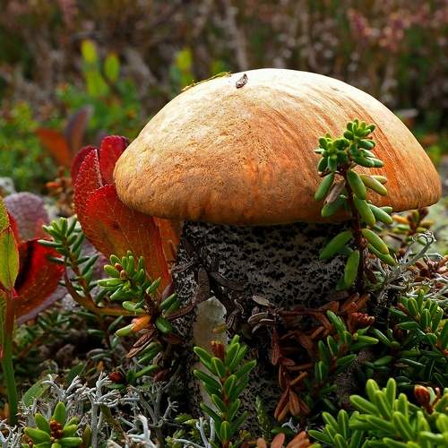 Photo #6664330