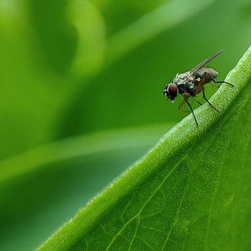 A house fly near a big leaf