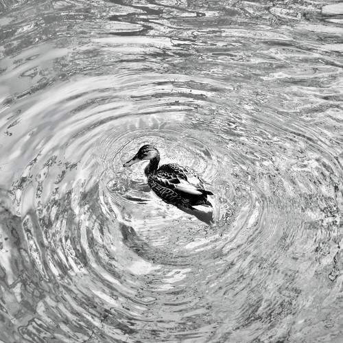 Photo #6665934