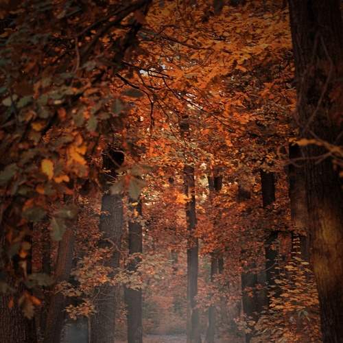 Our grove