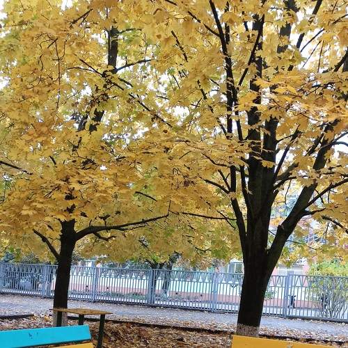 Autumn blues