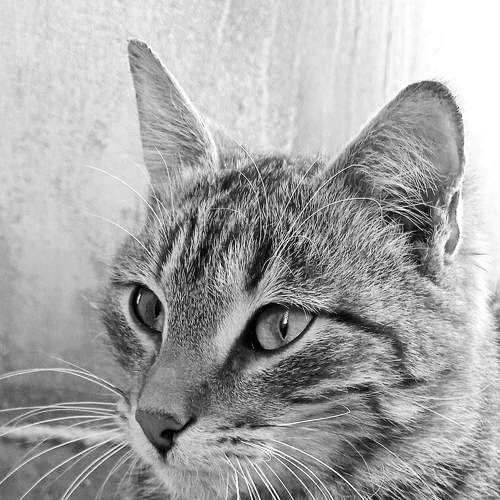 Photo #6671292